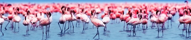 bar flamingos